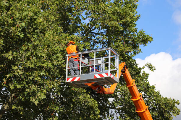 Best Arborist Consultation Services  in Monticello, KY