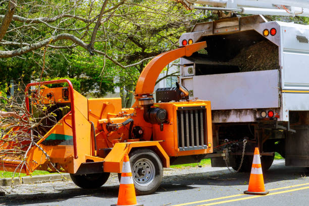 How Our Tree Care Process Works  in  Monticello, KY