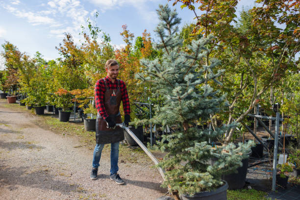 Best Tree and Shrub Care  in Monticello, KY